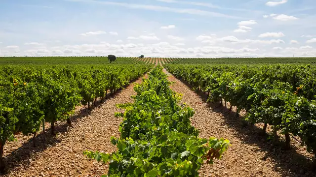 Fuga enologica con visita alla cantina Marqués de Cáceres