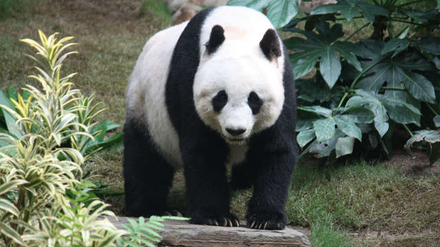 Diversión en el Adventurous Ouwehand Zoo