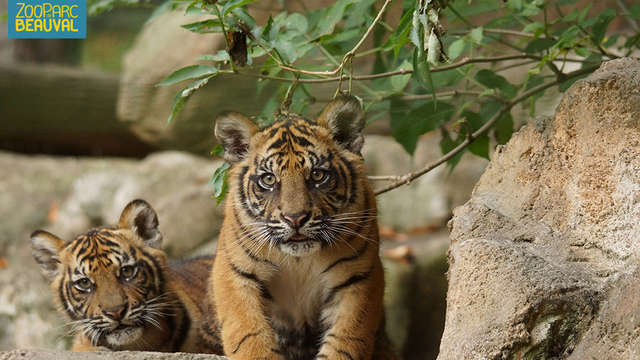 Escapada con entrada al parque zoológico de París
