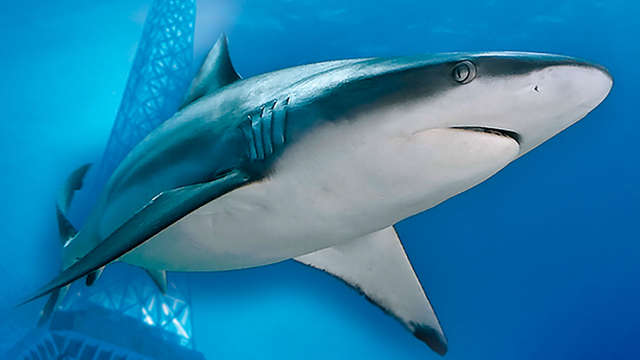 ¡Descubre París y visita el Aquarium!