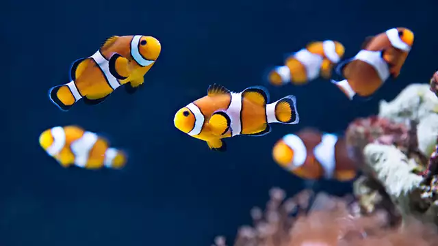 Vivez un séjour 4★ tout confort avec visite de l’Aquarium Sea Life