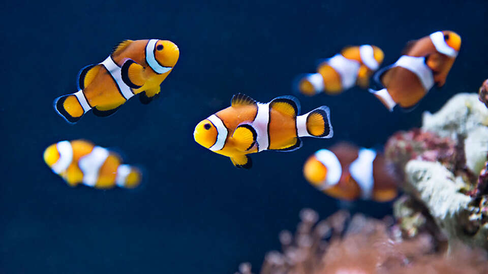 Week-end en famille avec entree a l Aquarium Sea Life jusqu a personnes