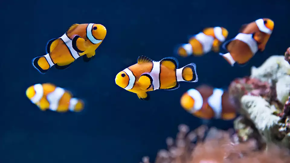 Week-end en famille avec entree a l Aquarium Sea Life jusqu a personnes