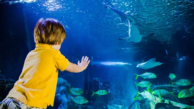 Découvrez l'Aquarium Sea Life près de Disneyland® Paris