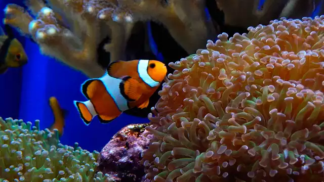Soggiorno a Rennes con ingresso all'acquario di Saint-Malo