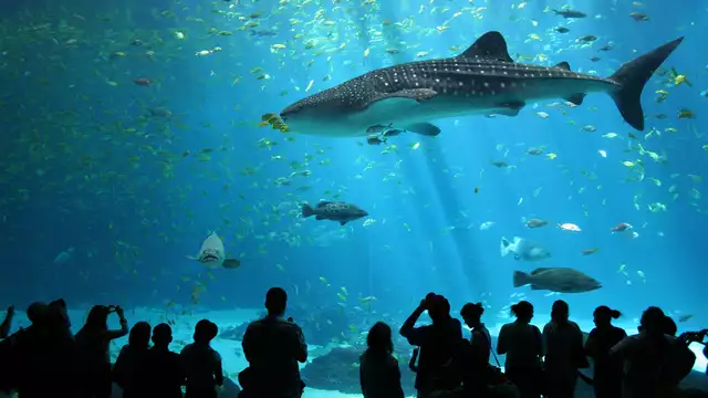 Découvrez la Côte d’Emeraude et l'Aquarium de Saint-Malo