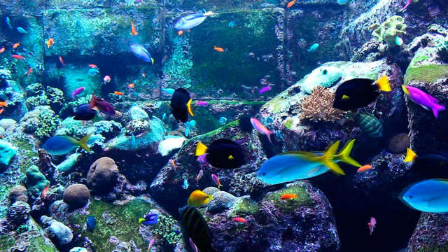 Descubre Saint-Malo con entrada al Grand Aquarium