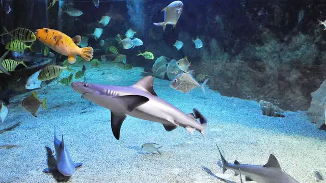 Séjour en studio avec entrées à l'aquarium du Croisic