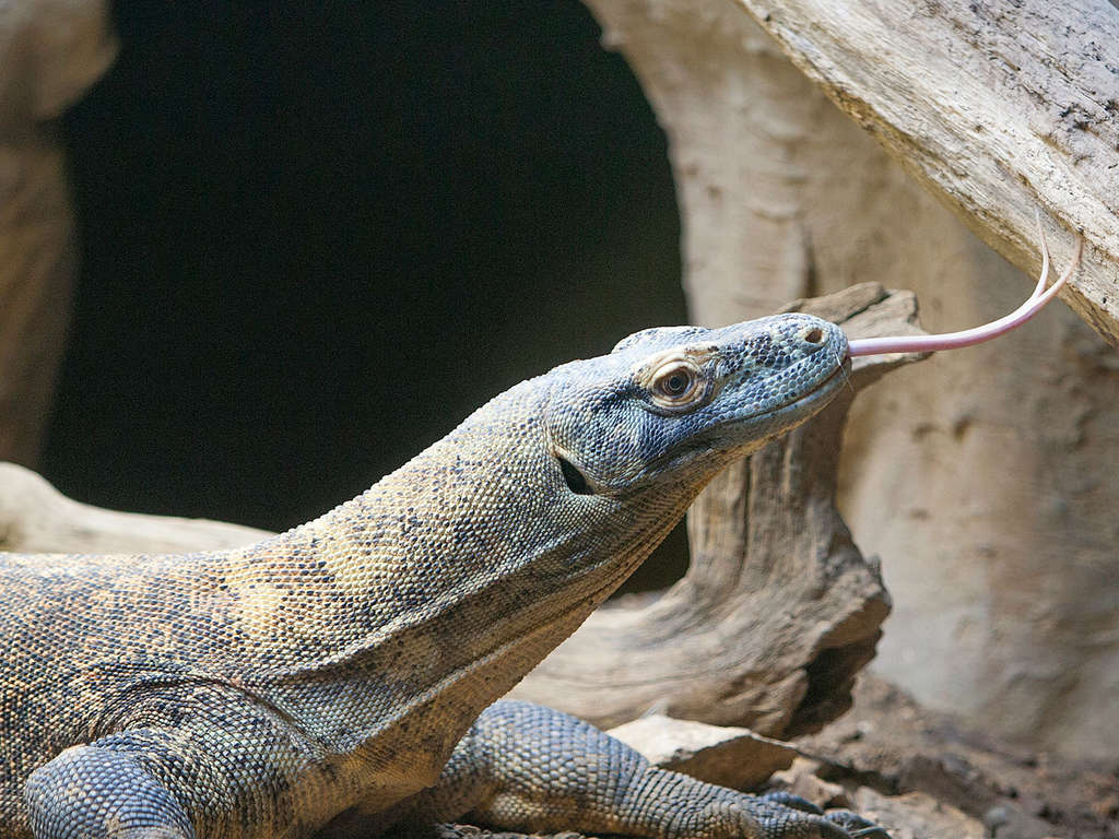 Plezier in de dierentuin van Thoiry nabij Parijs - 3* - 18