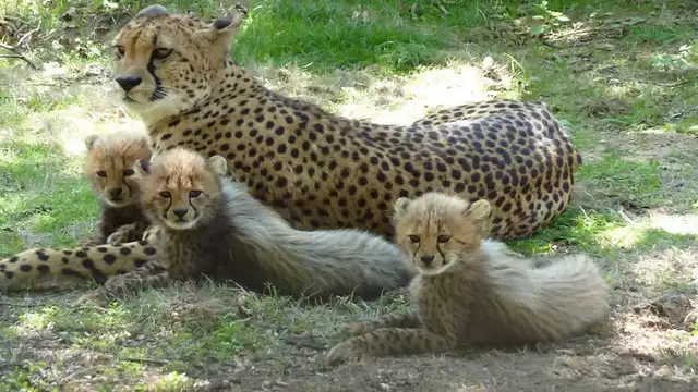 Week-end dépaysant auprès des animaux avec entrées au Safari de Peaugres (à 1H en voiture)