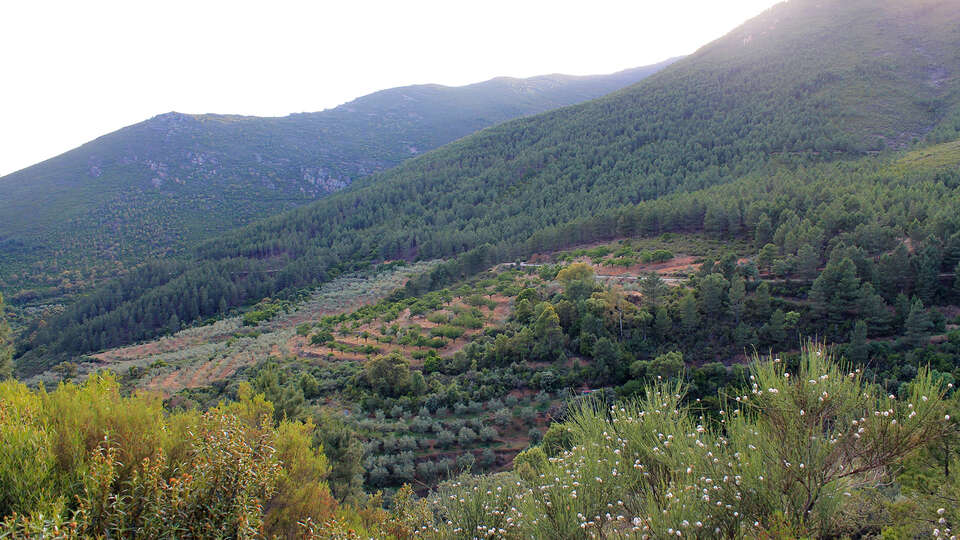 Escapada Relax en la provincia de Salamanca con visita a un olivar cata de aceite y acceso al Spa