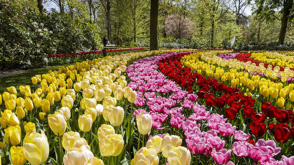 Visitez Keukenhof et profitez de nombreux extras a partir de nuits