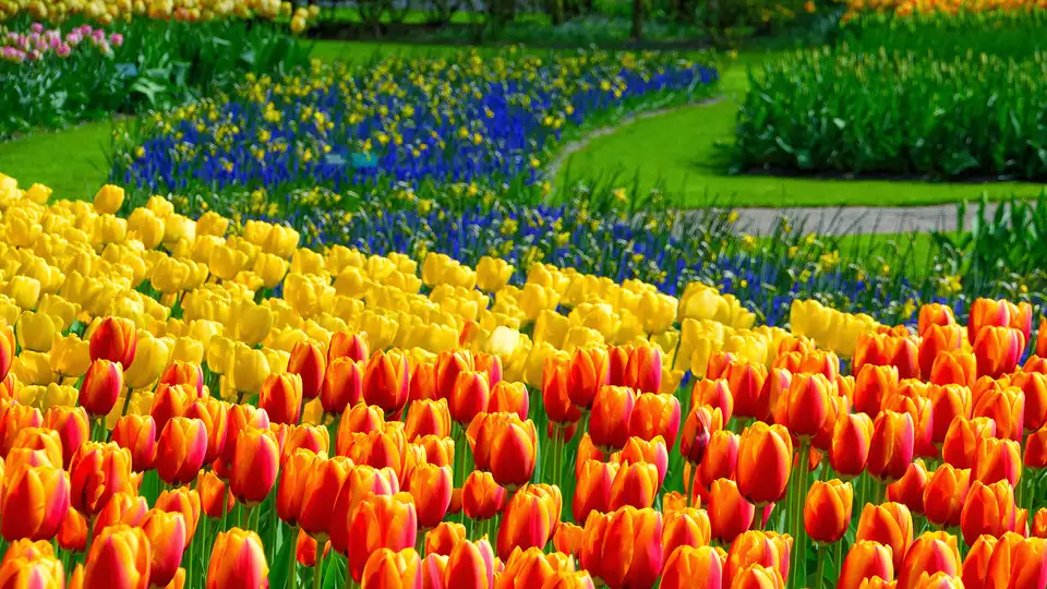 Visitez Keukenhof et sejournez dans le centre de Leiden
