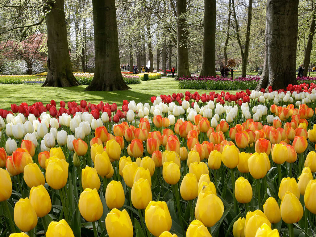 Nuitée à Noordwijk, entrée au Keukenhof incluse - 4* - 1