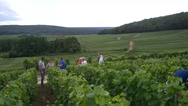 Découvrez Reims et visitez des vignes de la région