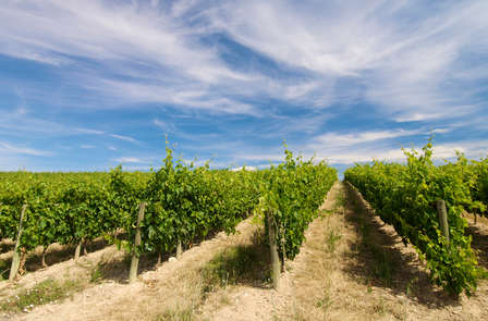 Escapade œnologique avec visite de cave, pique-nique et parking compris à Castellón