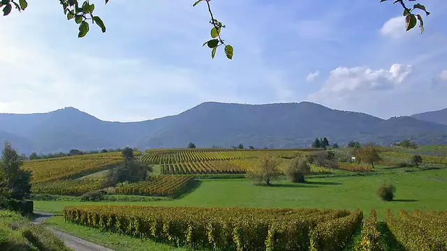 Partez à la découverte d'Obernai et sa région
