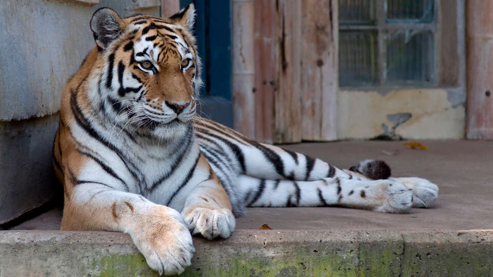 Beleef een magische dag in de Zoo van Antwerpen nachten
