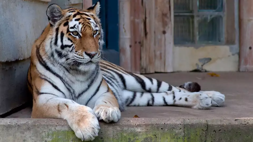 Beleef een magische dag in de Zoo van Antwerpen nachten