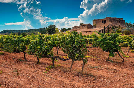 Expérience œnologique en Catalogne