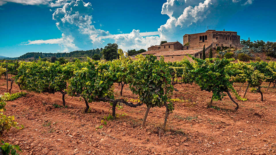 Scopri i vini catalani e visita la cantina Torres