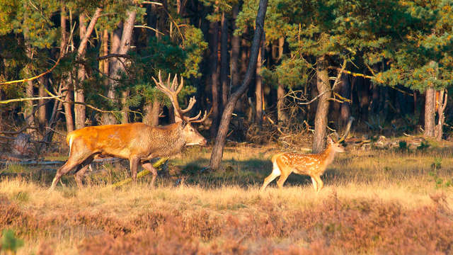 Heerlijke overnachting tussen de Veluwse bossen