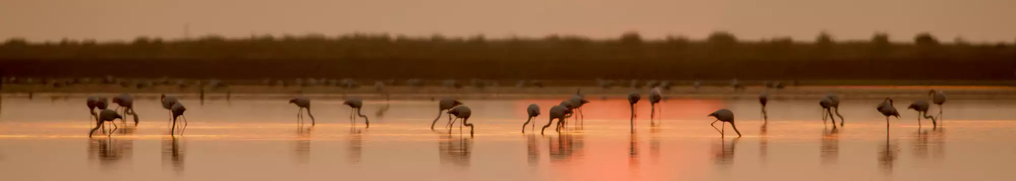 Escapadas fin de semana en Parque natural del Delta del Ebro