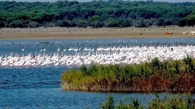 Escapada rural en familia en el parque natural de Doñana