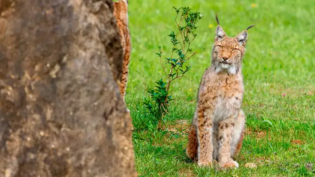 Natuur zonder grenzen: Cabárceno, de bestemming die je zal verrassen met het hele gezin