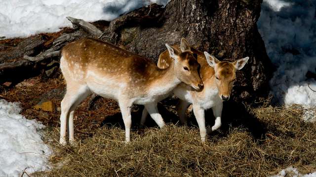 1 ingresso al parco faunistico Naturlandia per 2 adulti