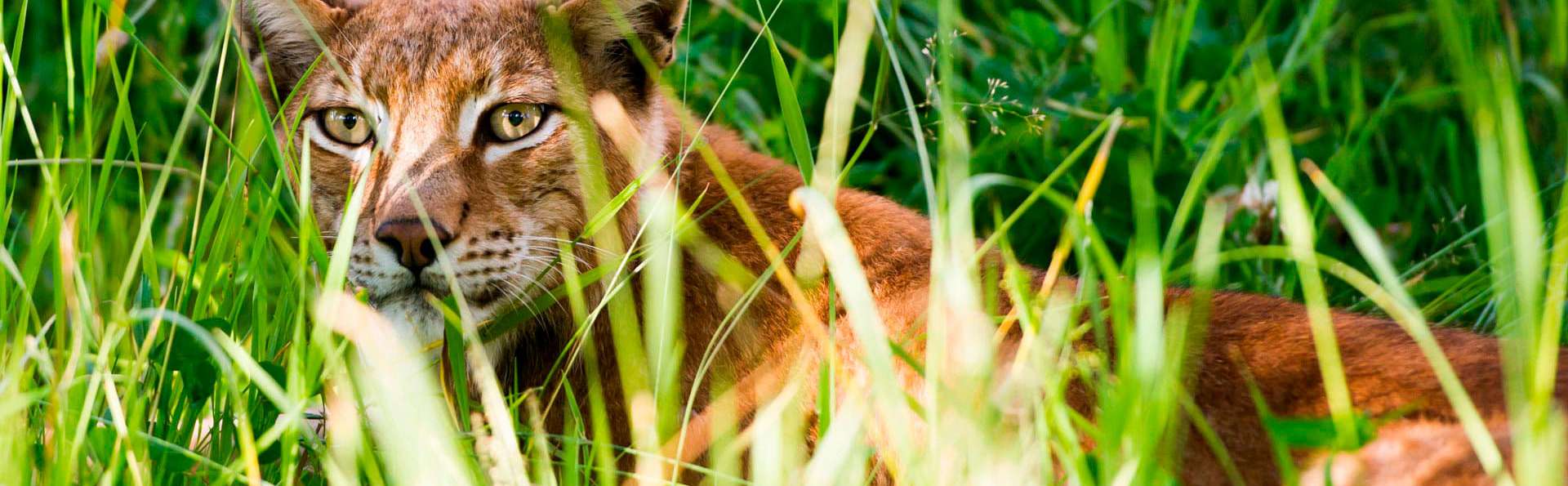 Escapade familiale en Andorre, demi-pension avec entrées au parc Naturlandia incluses