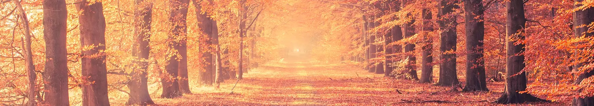 Weekendje weg Speciale aanbiedingen Herfstvakantie in Limburg (Nederland)