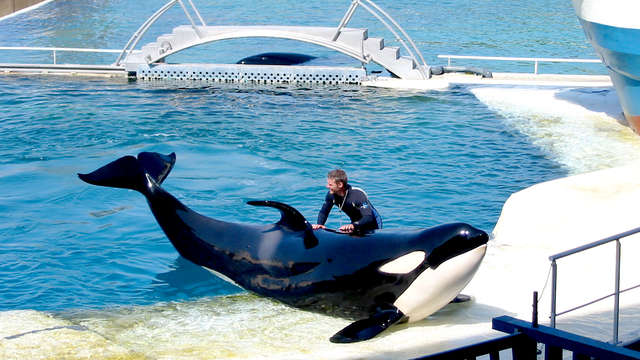 Admira los delfines y los leones marinos en Marineland