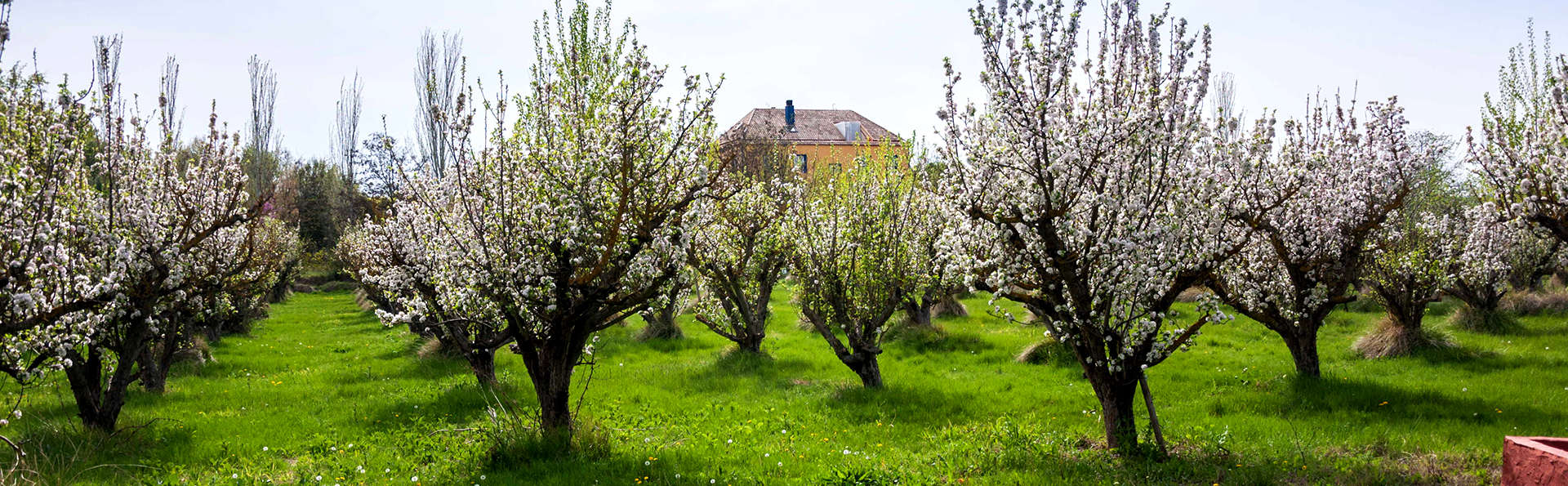 26Labrador.es (Adults Only) - Edit_Garden.jpg