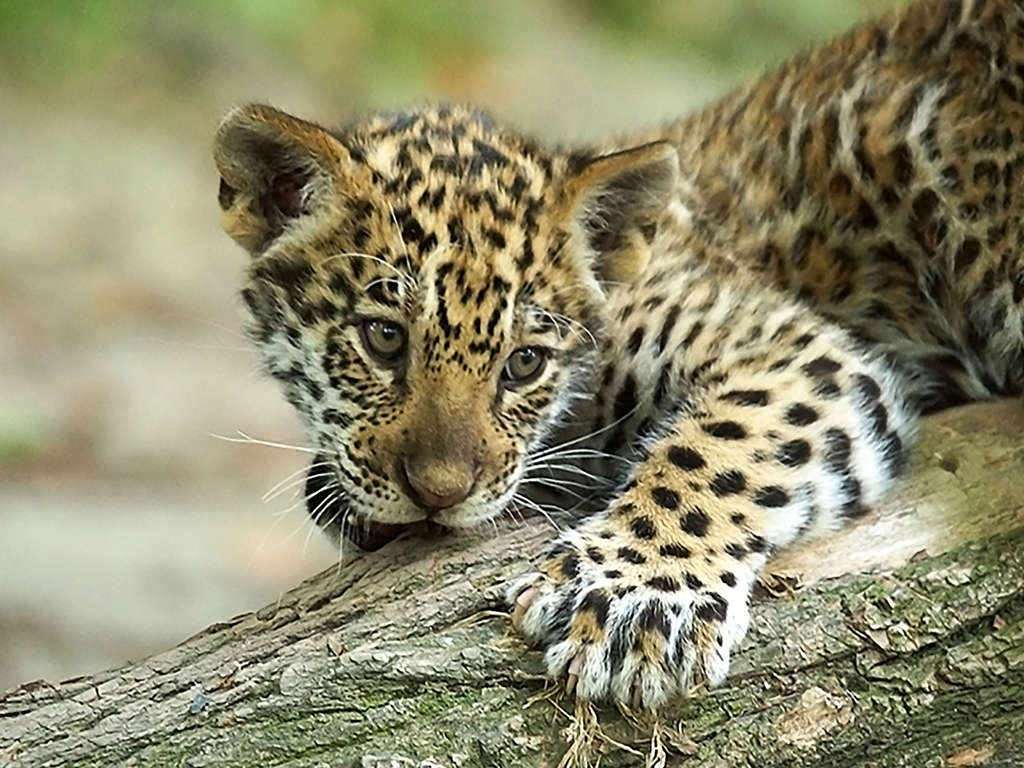 Ontdek de 10.000 dieren van Beauval! - 3*