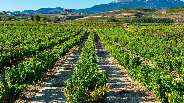 Descubre tu pasión por el vino en La Rioja Alta