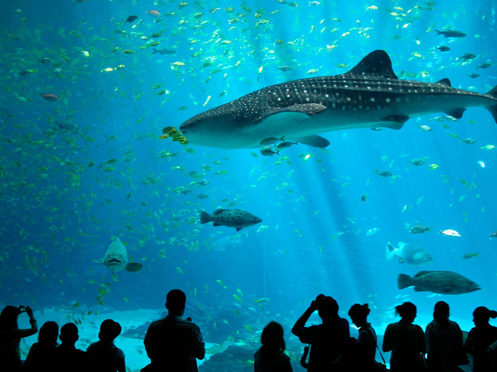 Séjour Atlantique Nord Weekend en famille et visite de l'aquarium du