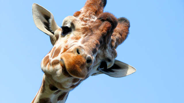 Estancia con visita al Dierenpark Amersfoort