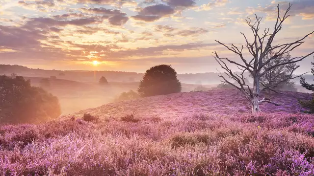 Dîner, nature et hospitalité dans la belle région de Veluwe