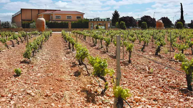 Escapada enológica con visita a las Bodegas Navarro López