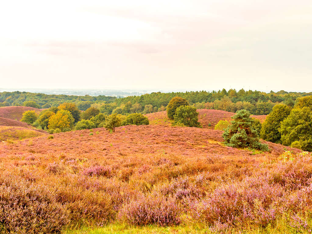 Passe la nuit dans la région boisée de la Veluwe - 3* - 11