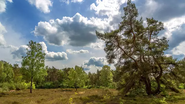Découvrez la belle nature près d'Utrecht