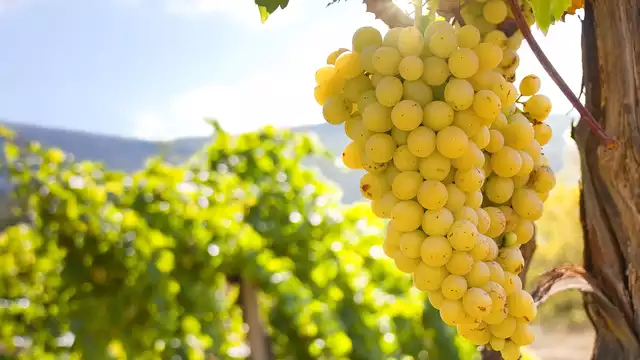 Visita e degustazione alla cantina Mayo García a Benicasim