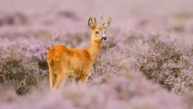 Découvrez la Veluwe et sa bonne cuisine (à partir de 2 nuits)
