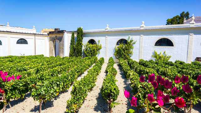 Enología con visita a las bodegas Torres en el Penedès