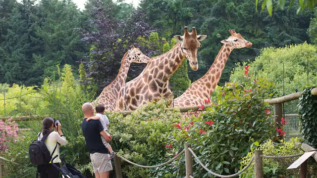Séjour en famille à Dinan avec entrées pour le parc zoologique de la Bourbansais