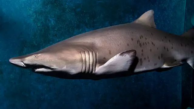 Uitje met familie of vrienden in Pontorson met toegang tot het Grand Aquarium van Saint-Malo