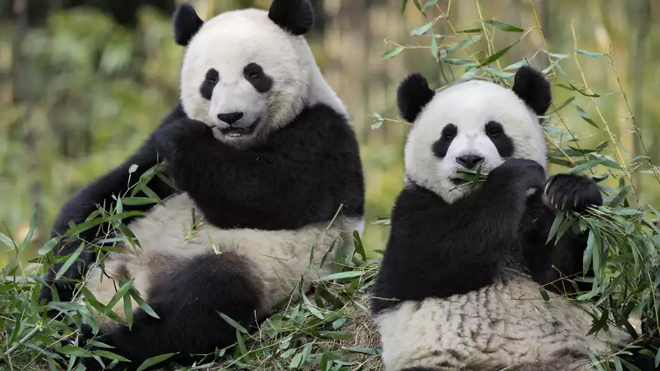 En pleine nature dans un chalet avec visite du ZooParc de Beauval a partir de nuits
