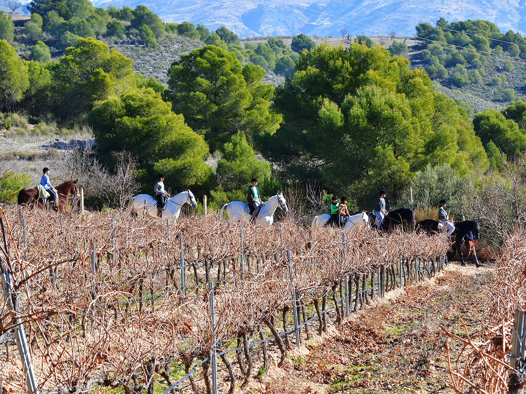 ÉVasion à Grenade avec visite d'une cave à vin et dégustation de vins - 4* - 12