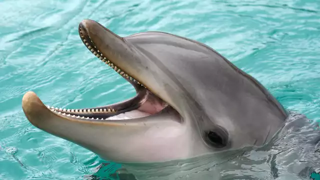 Soggiorno di charme a Pornichet con ingressi a Planète Sauvage